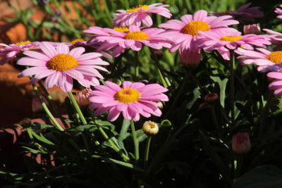 Close-up of purple flowers blooming outdoors