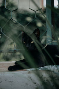 Close-up portrait of black cat