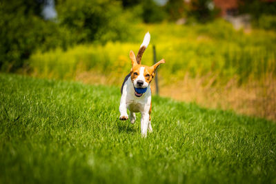 Dog running on grass