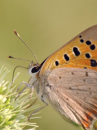 Close-up of butterfly perching on leaf