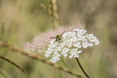 Close-up of bee on flower