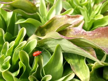 Close-up of insect on plant