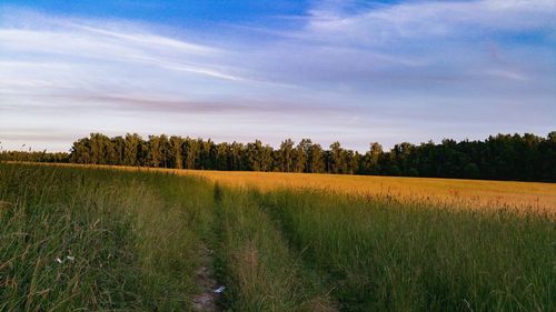 Scenic view of field against sky