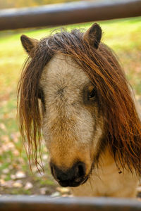 Close-up portrait of a horse