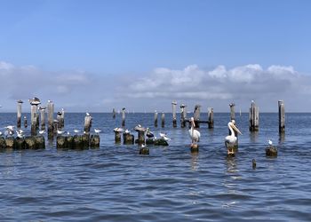 Pelicans in barataria bay