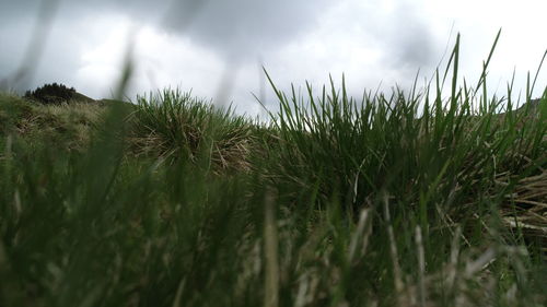 Close-up of crops growing on field against sky