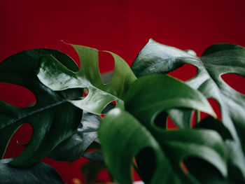 FULL FRAME SHOT OF RED CHILI PEPPER