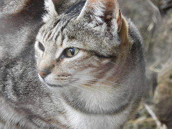 Close-up portrait of a cat