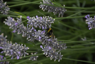 Close-up of bee on purple flowering plant