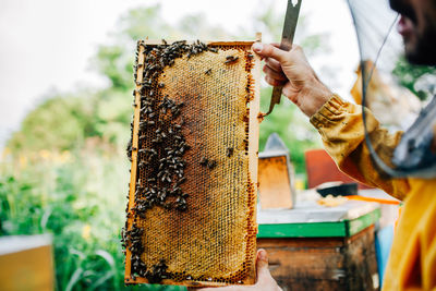 Cropped image of beekeeper holding honeycomb