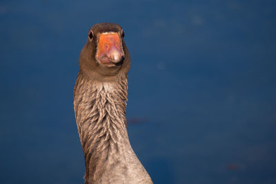 Close-up of a bird