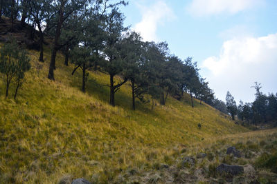 Trees on field against sky