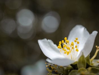 Close-up of white flowering plant