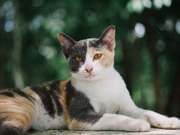 Close-up portrait of cat