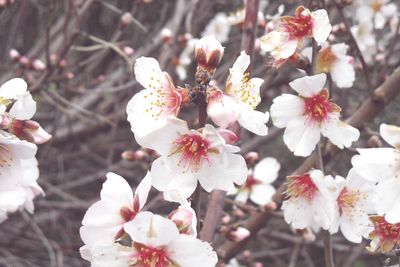 Close-up of pink flowers