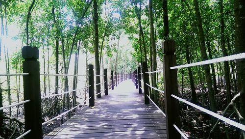 Footpath leading towards trees