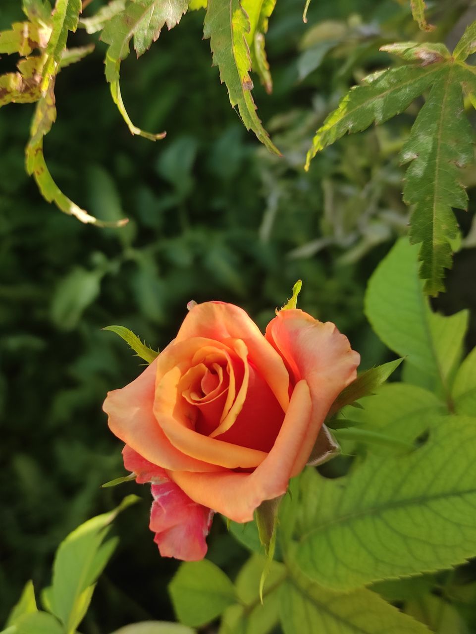 plant, flower, flowering plant, beauty in nature, rose, nature, petal, freshness, plant part, leaf, flower head, close-up, inflorescence, garden roses, fragility, yellow, outdoors, no people, growth, wine, multi colored, green, summer, rose wine, red, rose - flower