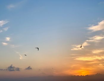 Low angle view of silhouette birds flying in sky