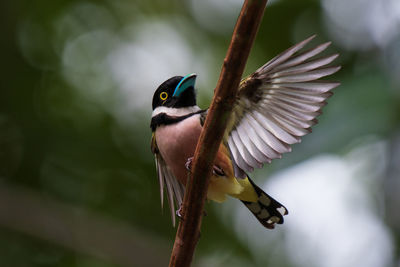 Close-up of broadbill perching on branch