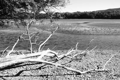 Fallen tree on beach against sky