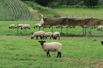 Sheep grazing in a field