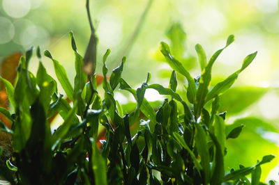 Close-up of fresh green plant against sky