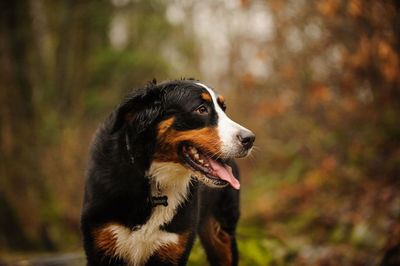 Close-up of dog looking away while standing on field