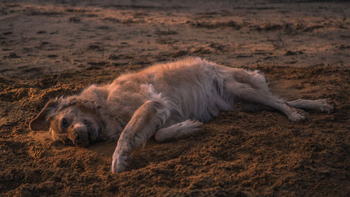 View of a sleeping cat