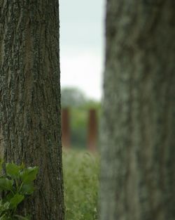 Close-up of tree trunk