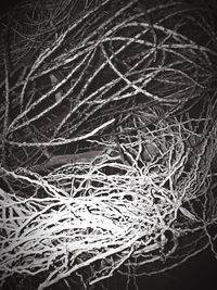 Full frame shot of tree trunk