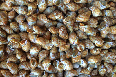 Full frame shot of roasted coffee for sale in market