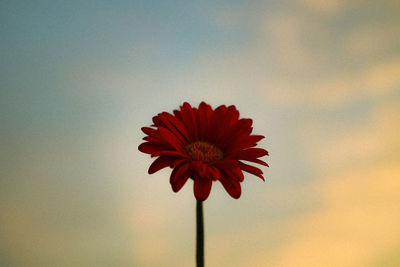 Close-up of red flower against sky