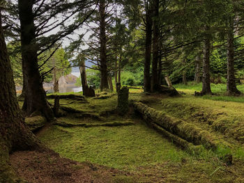 Trees in forest