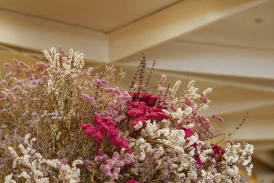 Low angle view of pink flowering plants at home