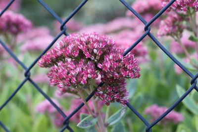 Close-up of pink flowering plants against chainlink fence