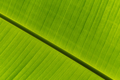 Full frame shot of palm leaf