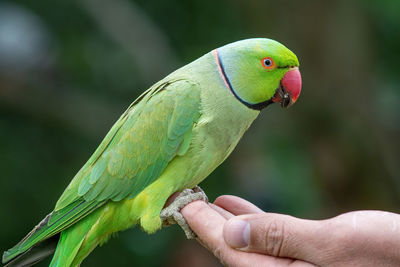 Close-up of a hand holding parrot