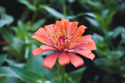 Close-up of pink flower