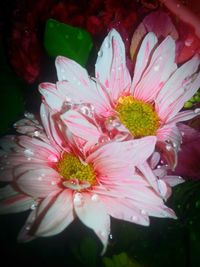 Close-up of pink flower