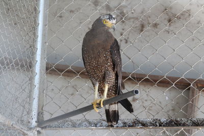 Bird perching on chainlink fence in zoo