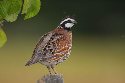 Close-up of bird perching on a plant