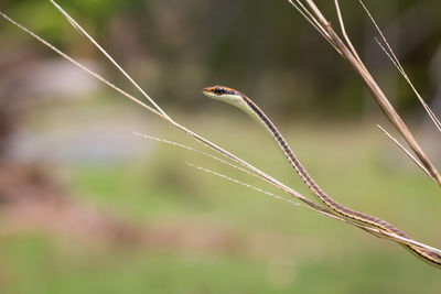 Close-up photo of a snake in nature