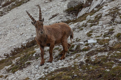 Close up of young ibex walking at the foot of a rocky wall, dolomites, italy