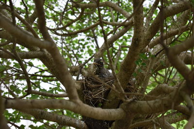 Low angle view of bird perching on tree in forest