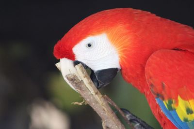 Close-up of parrot perching on branch