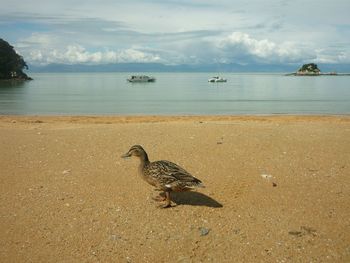 Bird perching on beach against sky