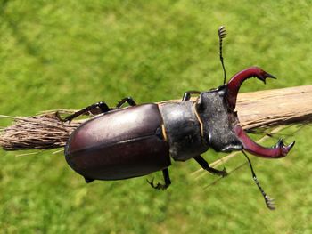 Close-up of insect