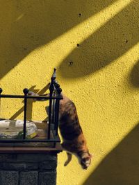 Cat looking away on wall