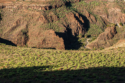High angle view of trees on field