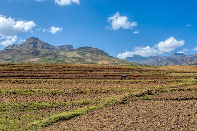 Scenic view of field against sky